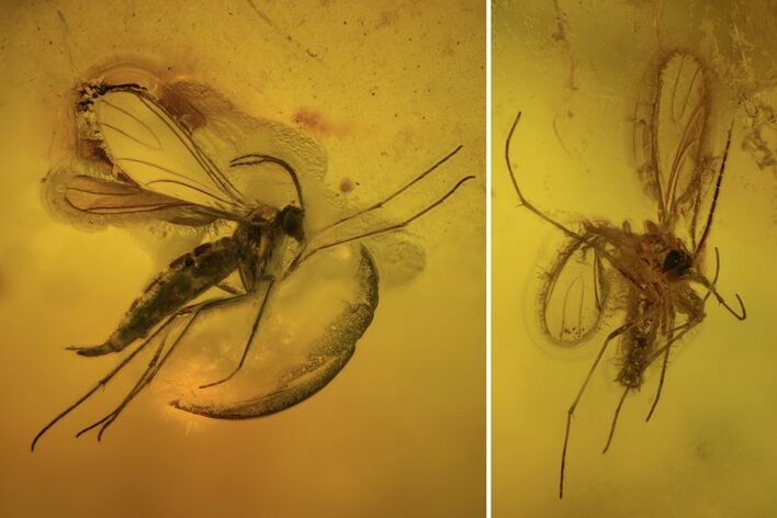 Two Fossil Flies (Diptera) In Baltic Amber #109448